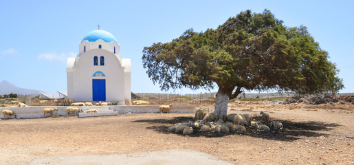 Beautiful typical greek small church occupied by sheep on Karpat