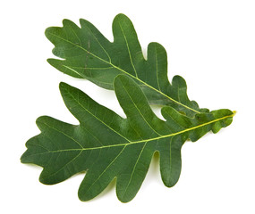 oak leaves