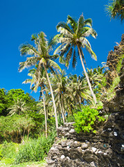 Fototapeta premium Idyllic Island Jungle View