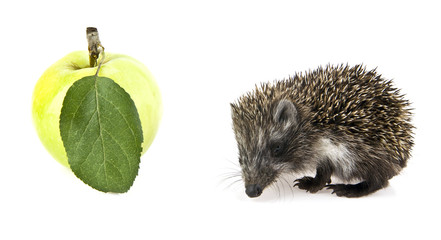 hedgehog and apple