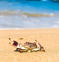 Menacing Eyes Pure Threat