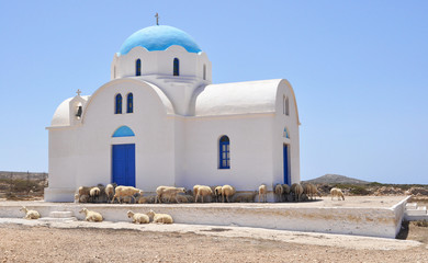 Beautiful typical greek small church occupied by sheep on Karpat