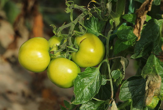 Gr&uuml;ne Tomaten am Strauch