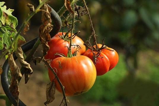 Drei rote Tomaten am Strauch