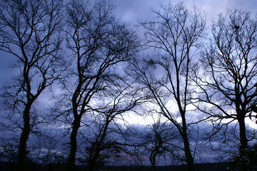 Arbres crépuscule