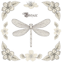 dragonfly drawing vintage engraving style