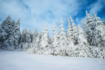 magical winter snow covered tree