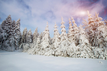 magical winter snow covered tree