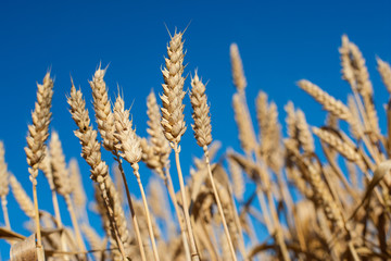 Sheaths of golden wheat growing in a field in UK