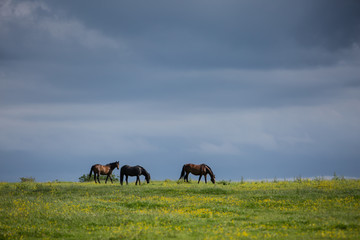 Three horses in a field with stormy dark skies
