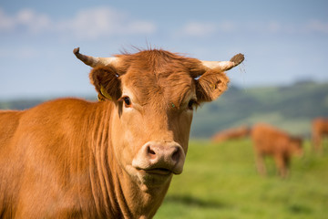 British Limousin Cow