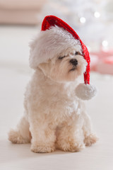 Little dog wearing Santa Claus hat