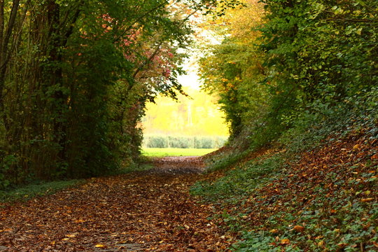 Herbstwald