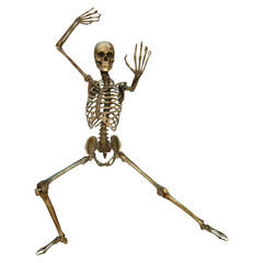 Human Skeleton