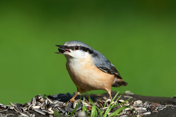 Eurasian Nuthatch (Sitta europaea)