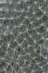 Cactus Leaf