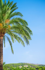 Fototapeta premium Green palm. Place for your text.