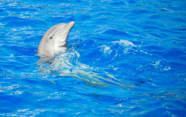 Dolphin having fun in clear blue sea. Place for text.