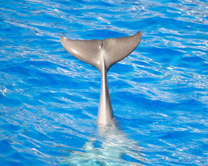 Obraz premium Dolphin waving tail in clear blue sea.