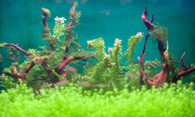 Freshwater green aquarium with plants and fishes.