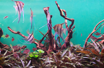 Freshwater aquarium with plants and fishes.