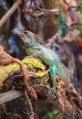 Portrait of green iguana sitting on the tree.