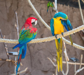 Two parrots sitting on branch in national park.