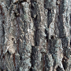 texture 2