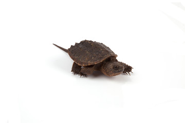 Snapping Turtle