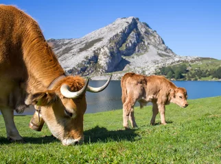 Deurstickers Koe Cow and calf