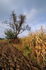 Obraz premium Early autumn in the countryside