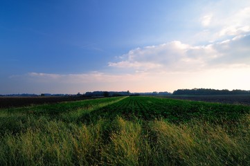 Fototapeta premium Dusk over the field