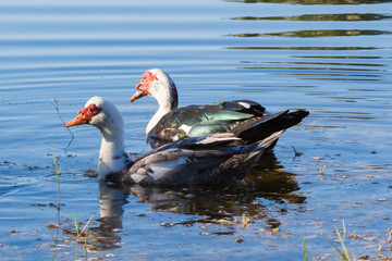 Muscovy Ducks Swimming