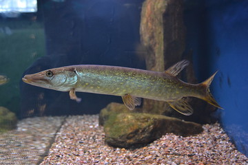 fish