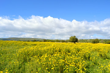 Paesaggio con fiori - pianeta terra.