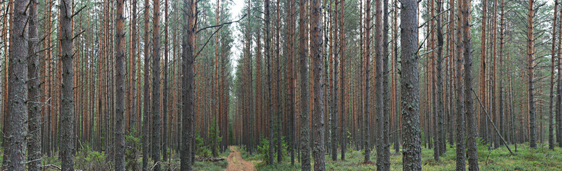 autumn landscape in the spruce forest