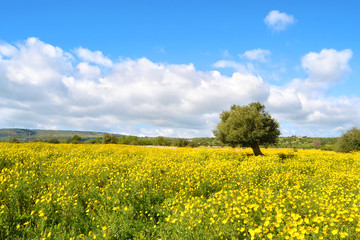 Panorama con prato fiorito - albero.