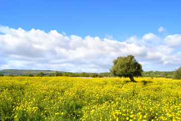 Panorama con prato fiorito - albero di ulivo.