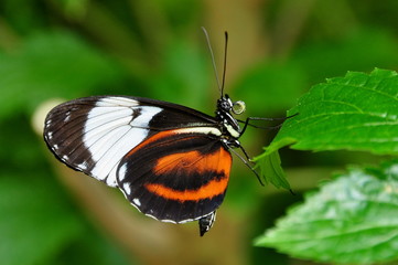 Black and white long wing butterfly