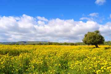 Panorama con prato fiorito - albero di ulivo.