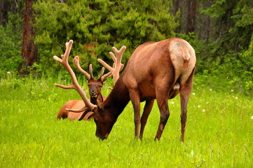 Bull elk feeding in the park