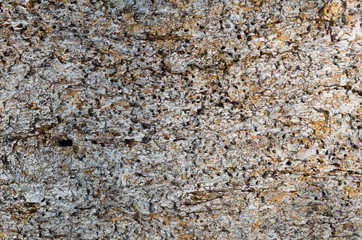 fondo de corteza de árbol