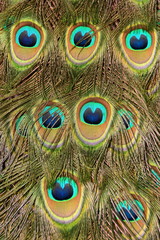 Abstract view of male peacock feathers