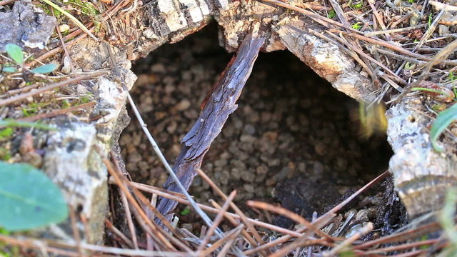 Underground wasp nest