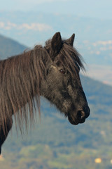 cavallino nero di Esperia