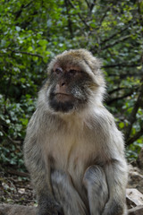 portrait of a monkey