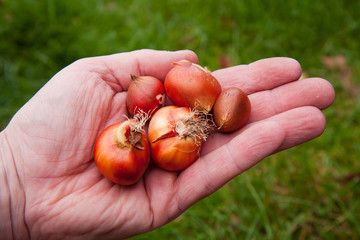 Tulip bulbs