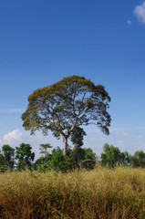 Obraz premium Big tree in the field