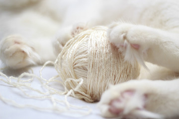 White cat is played with a ball of yarn clouseup