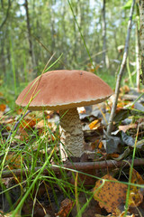 mushroom in the forest